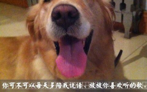 我与柒小汪的七个约定