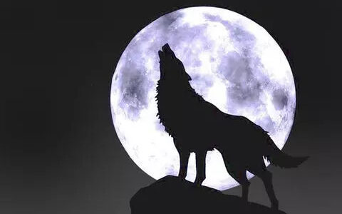 为什么初中没毕业都当创业狼,大学毕业都成打工狗?