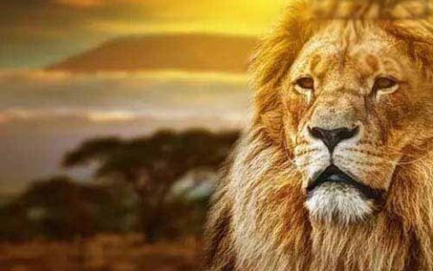 这个段子太牛了！要多看几遍！看看狮子怎么管理狼