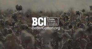 BCI是个什么样的组织？