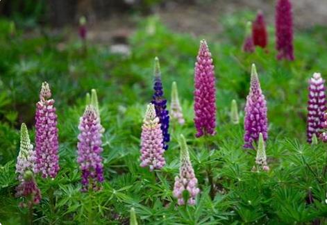 鲁冰花在北京玉渊潭公园盛开