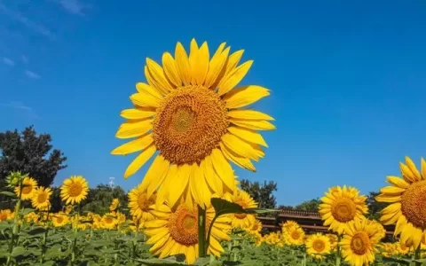 向日葵花语：入目无他人，四下皆是你，有你时……