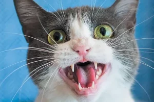 和猫咪叫声差不多的动物,牛蛙叫声怎么会和猫一样?