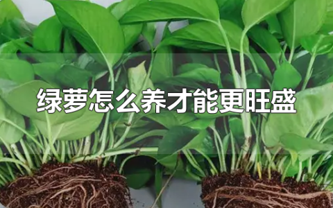 绿萝怎么养才能更旺盛