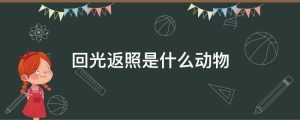 回光返照是什么动物