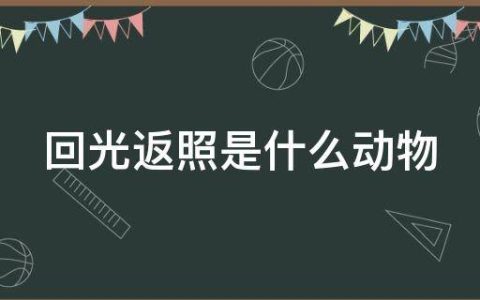 回光返照是什么动物