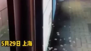 上海白蚁“大军”又来了！上海物业服务热线：反映白蚁问题的电话没停过
