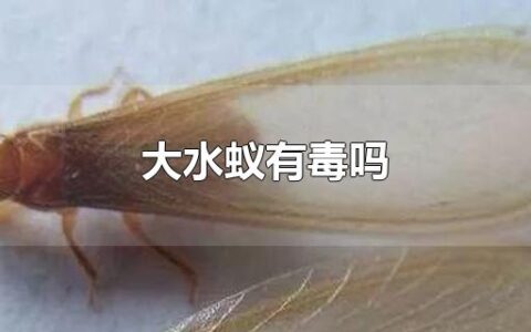 大水蚁有毒吗