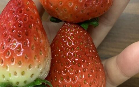 草莓是热性还是凉性
