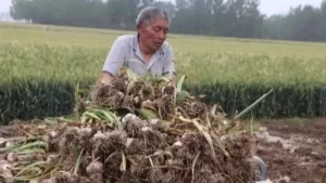 小麦大蒜能抵首付！河南两县城为卖楼出奇招，16天收大蒜86万斤