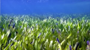 澳大利亚海岸发现全球最大植物：年龄或超4500岁 覆盖范围180公里