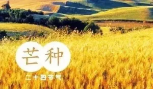 今日芒种：仲夏至，农事忙