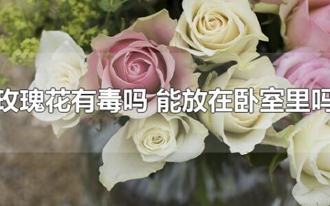 玫瑰花有毒吗 能放在卧室里吗