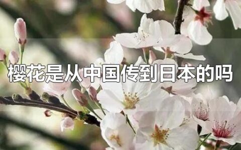 樱花是从中国传到日本的吗