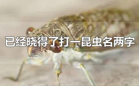已经晓得了打一昆虫名两字
