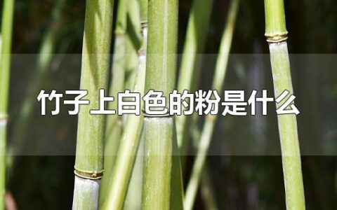 竹子上白色的粉是什么
