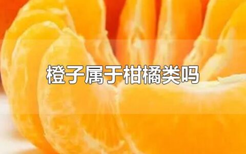 橙子属于柑橘类吗