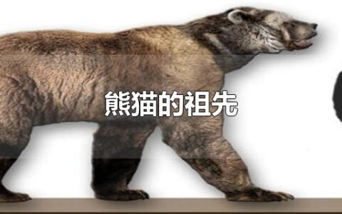 熊猫的祖先
