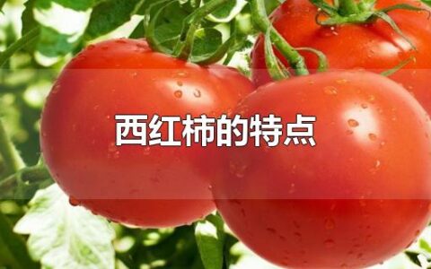 西红柿的特点