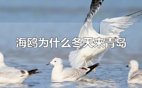 海鸥为什么冬天来青岛
