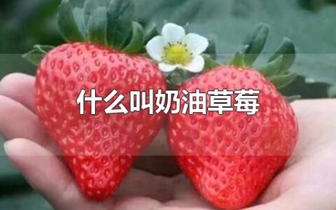 什么叫奶油草莓