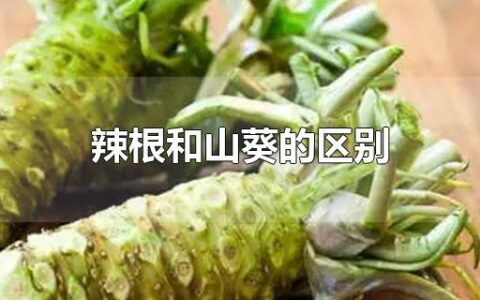 辣根和山葵的区别