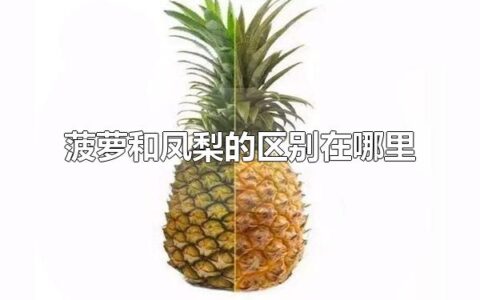 菠萝和凤梨的区别在哪里 菠萝和凤梨是什么水果