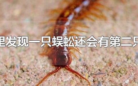 家里发现一只蜈蚣还会有第二只吗 家里为什么会出现蜈蚣