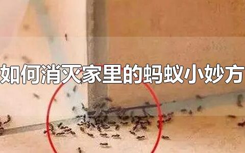 如何消灭家里的蚂蚁小妙方 家里出现蚂蚁是怎么回事