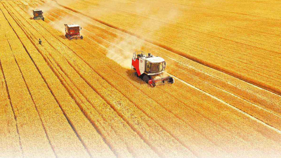 图片：中国夏粮实现增产丰收