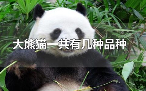 大熊猫一共有几种品种