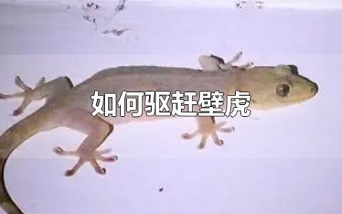 如何驱赶壁虎