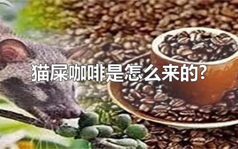 猫屎咖啡是怎么来的?