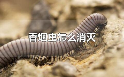 香烟虫怎么消灭
