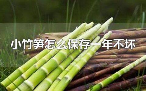 小竹笋怎么保存一年不坏