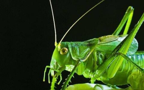 蝈蝈和蛐蛐的区别