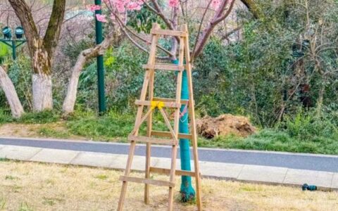 武汉一赏樱点为游客提供梯子拍照？园方否认：不仅违规还有安全隐患，会制止