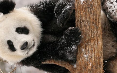 国宝大熊猫的介绍