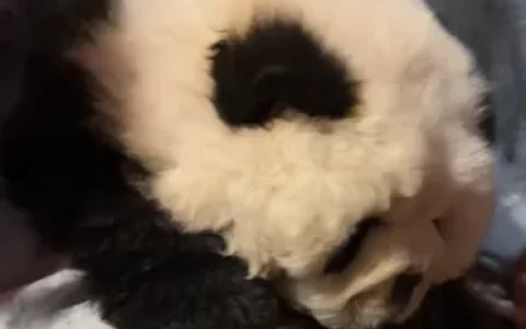 游客称重庆洪崖洞有人将狗染成黑白色伪装熊猫，收费拍照20元一次；景区回应：涉事者不是景区商户，今后会重点关注