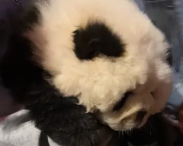 游客称重庆洪崖洞有人将狗染成黑白色伪装熊猫，收费拍照20元一次；景区回应：涉事者不是景区商户，今后会重点关注