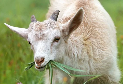 goat怎么读.png goat怎么读.png
