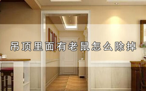吊顶里面有老鼠怎么除掉