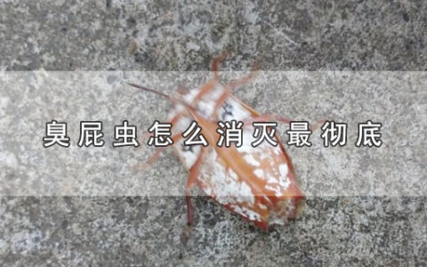 臭屁虫怎么消灭最彻底