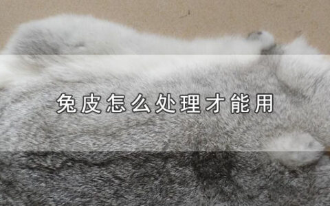 兔皮怎么处理才能用