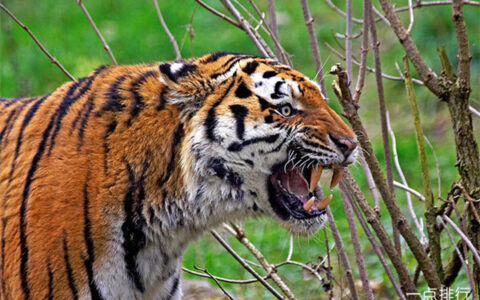 世界上最大的老虎 身长为2.8米，尾巴长约1米