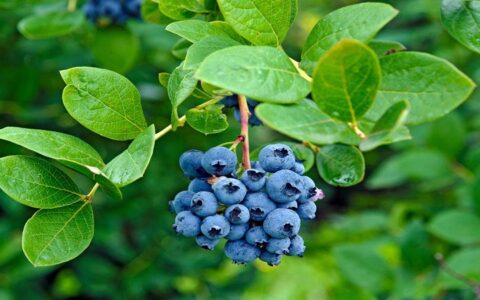 蓝莓一天吃多少对身体好