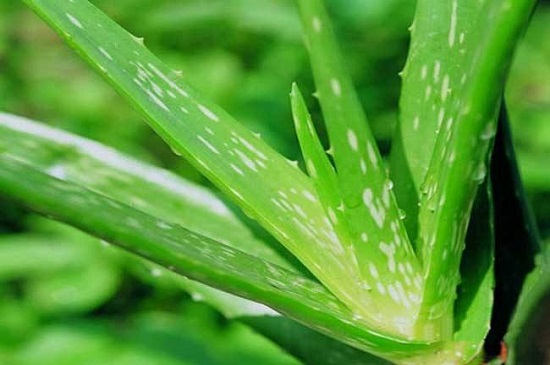 芦荟可以直接涂在脸上吗