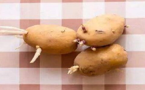 土豆发芽了还能吃吗