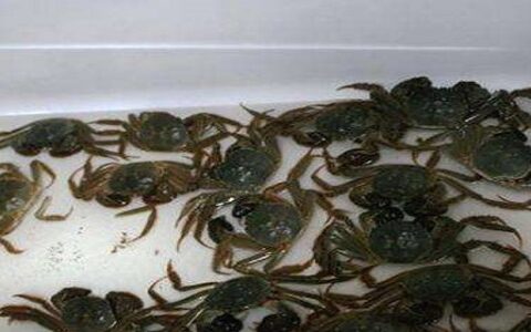 螃蟹怎么保存