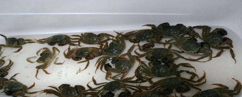 螃蟹怎么保存